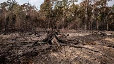 Bürgermeister: Feuer im Hürtgenwald gelöscht