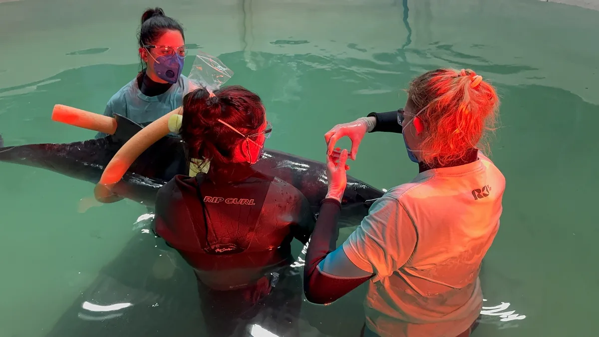 Baleia rara escoltada pela PRF em SC tem tratamento com papa de peixe a cada 2h e piscina de água salgada