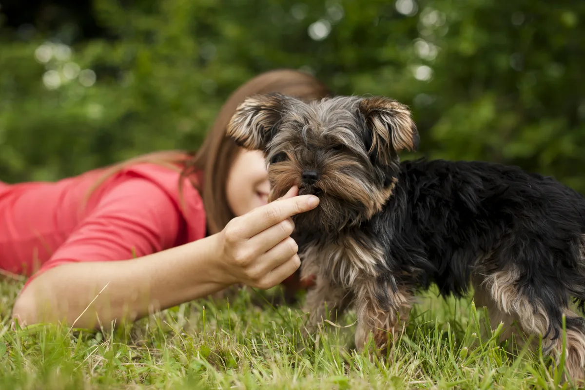 Primeira ração do mundo para filhotes de cães com doença hepática é brasileira