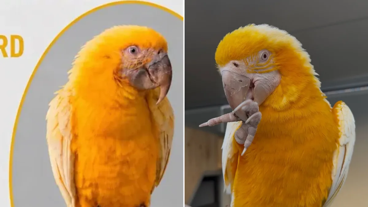 Reward offered as desperate bid to rescue Sydney’s Doltone House macaw stranded 15m up tree