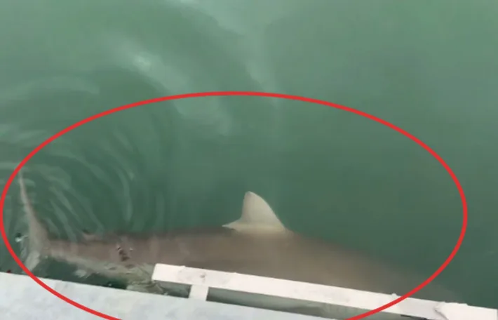 부산 앞바다에 3m 상어가 나타났다…산책로 대응 중