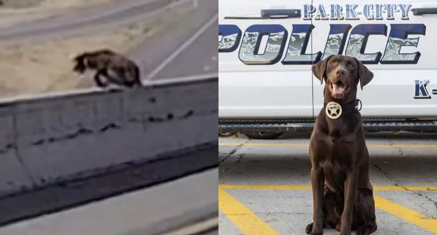 Buscaba un objeto sospechoso y terminó saltando desde un puente: El video viral de Bruno, el perro policía que conmocionó a Utah