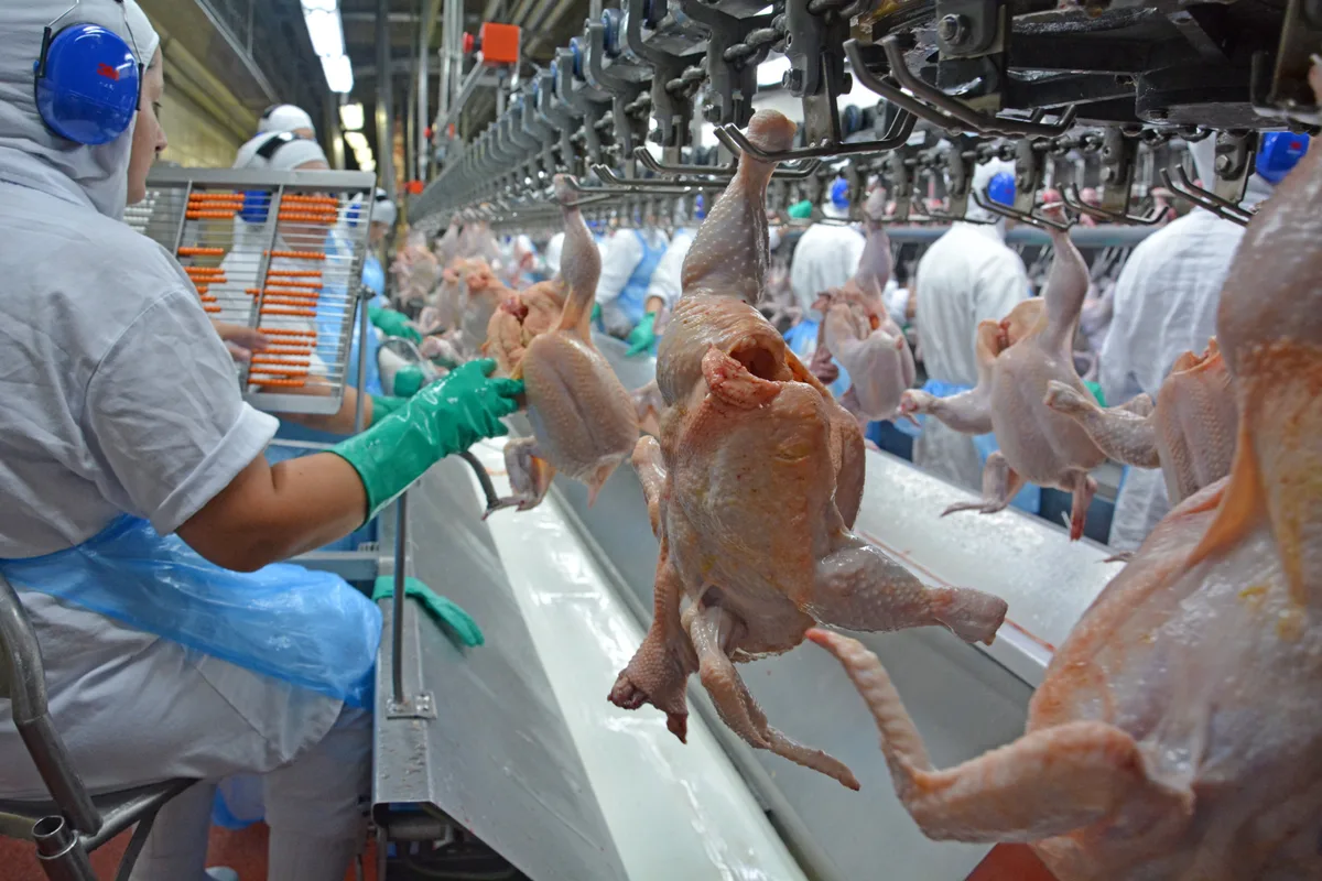 Preço do frango dispara com indústria ampliando compras e produção de ovos bate recorde
