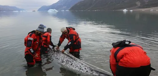 Grönland: Narwale tauchen mit Messgeräten im Eismeer. Was sie mitbringen, ist dramatisch
