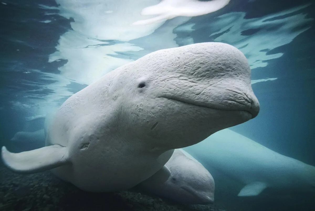 【動画】シロイルカも「鏡の中の自分」がわかる、初の証拠