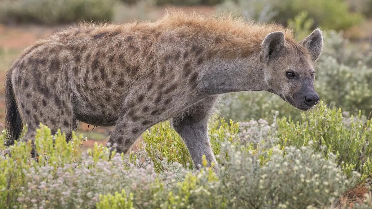 Spotted hyena daughters inherit rank, resources, and a taste for power