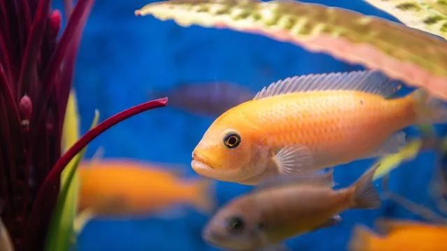 Nicht artgerecht gehalten: Fische als Deko missbraucht – Lokal missachtet Tierschutz