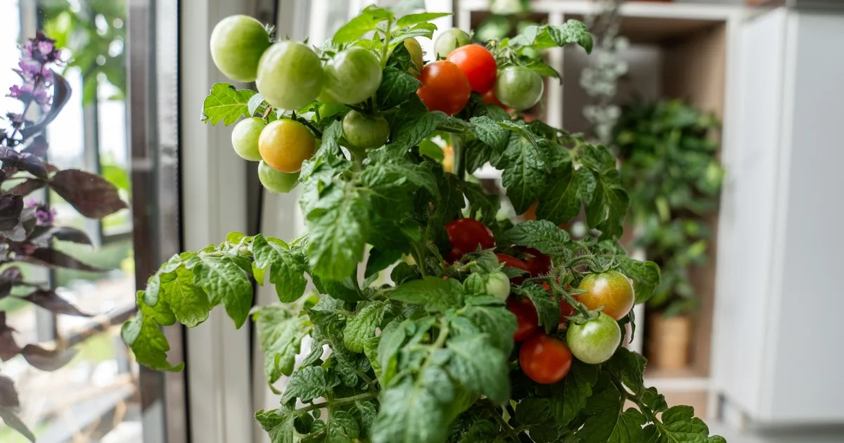Rociar té de ajo concentrado en el tallo de las plantas de tomates: para qué sirve y cada cuánto recomiendan hacerlo