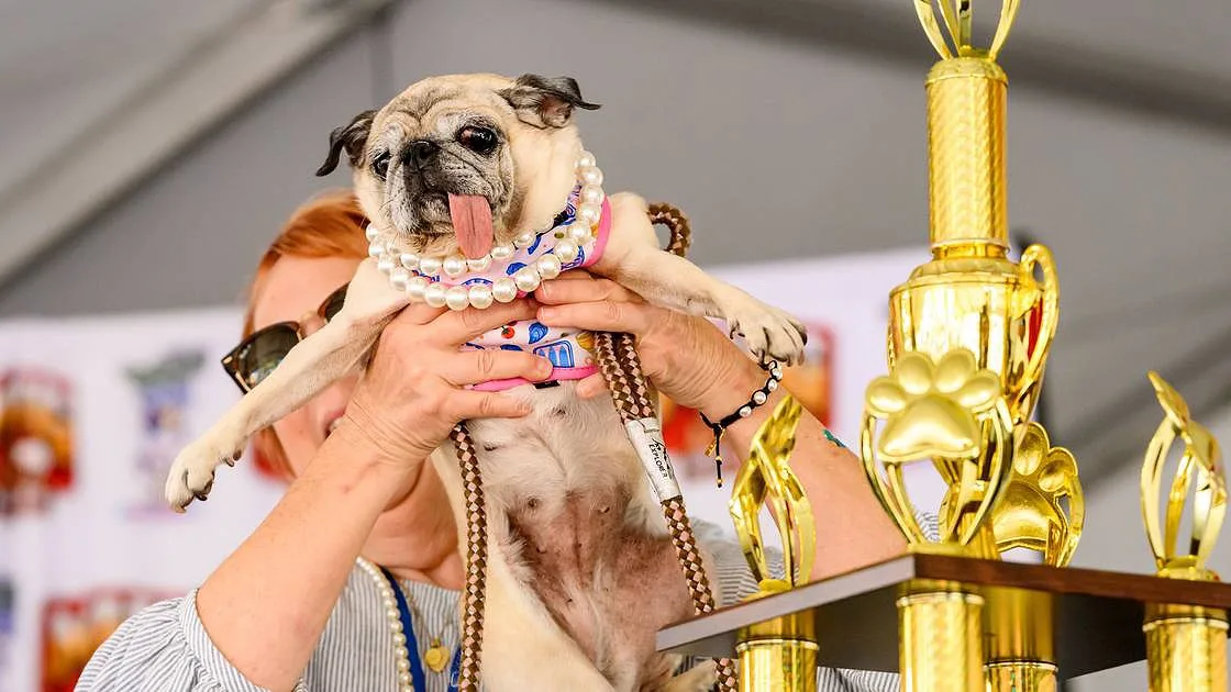 Chama-se Jinny Lu e ganhou o título de Cão Mais Feio do Mundo