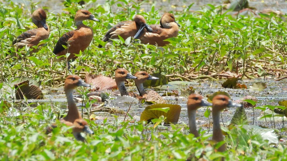 Rare Fulvous whistling duck spotted in Keralam’s Malappuram