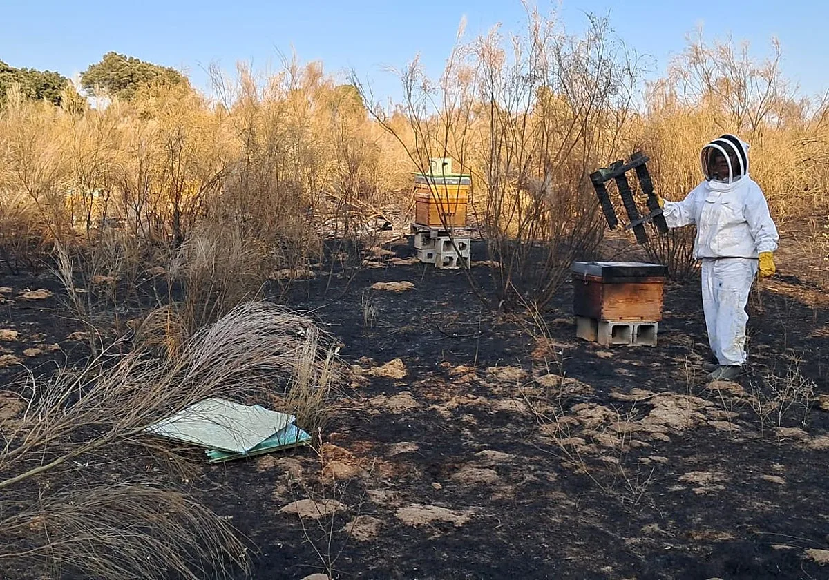 El fuego que borró las colmenas de la Sierra Oeste: «Las abejas ya no tienen flores para poder producir»