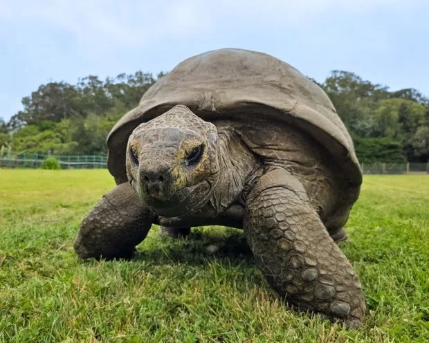 Como Jonathan, tartaruga mais velha do mundo, chegou aos 194 anos? Estudo descobriu