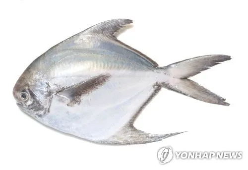 [최만순의 약이 되는 K-푸드] 초가을 바다가 차려낸 보약, 병어