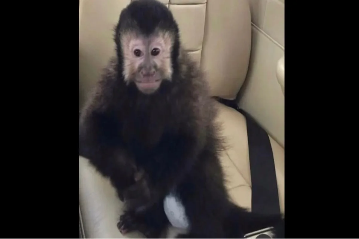 Macaco que invadiu casas de condomínio em Salvador morre após ser capturado