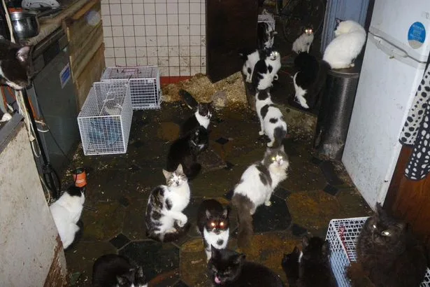 More cats being rescued by RSPCA than dogs for first time ever