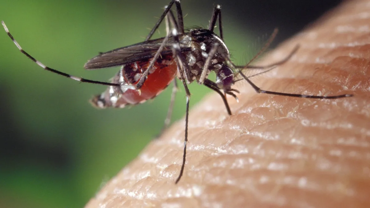 Novas vacinas contra chikungunya avançam no Brasil