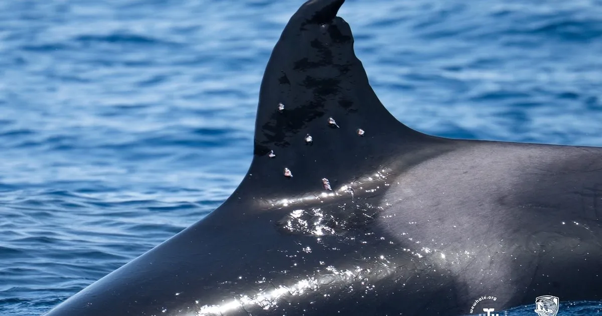 We Whale vigila a Toñi, la orca que recibió disparos en el Estrecho de Gibraltar: “Monitoreamos una posible infección”
