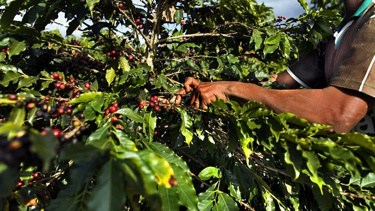 Mais uma: Fertilizantes Heringer S.A. (FHER3) pede proteção na Justiça contra credores