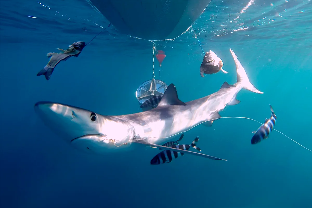 Buscadores de tiburones en aguas de Baleares: "Estos depredadores son esenciales para el ecosistema marino, tendría que haber más"