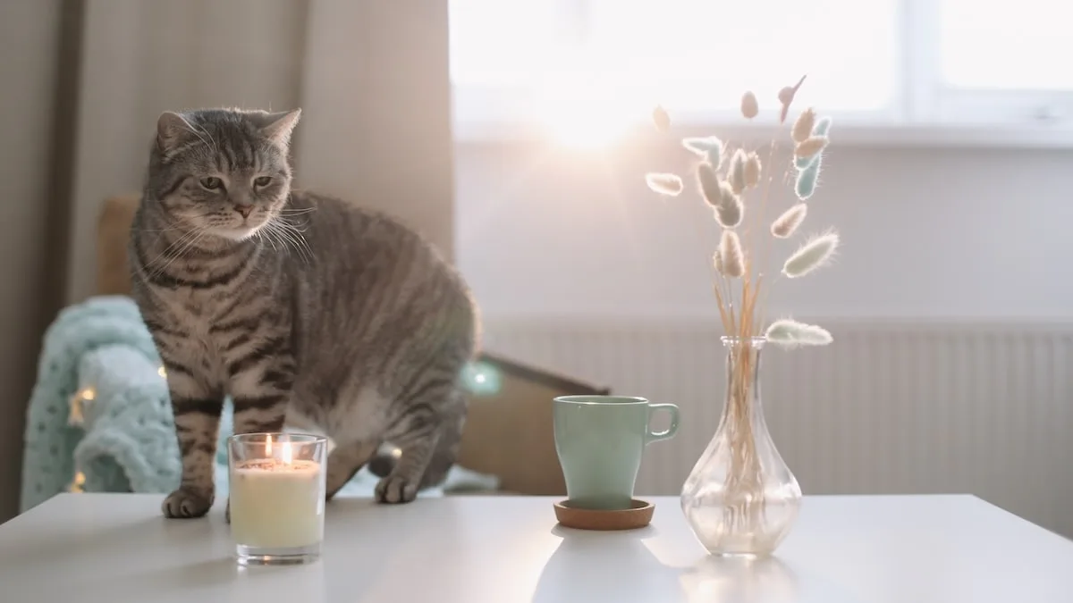 Oft unterschätzt - Diese beliebten Düfte können Katzen töten