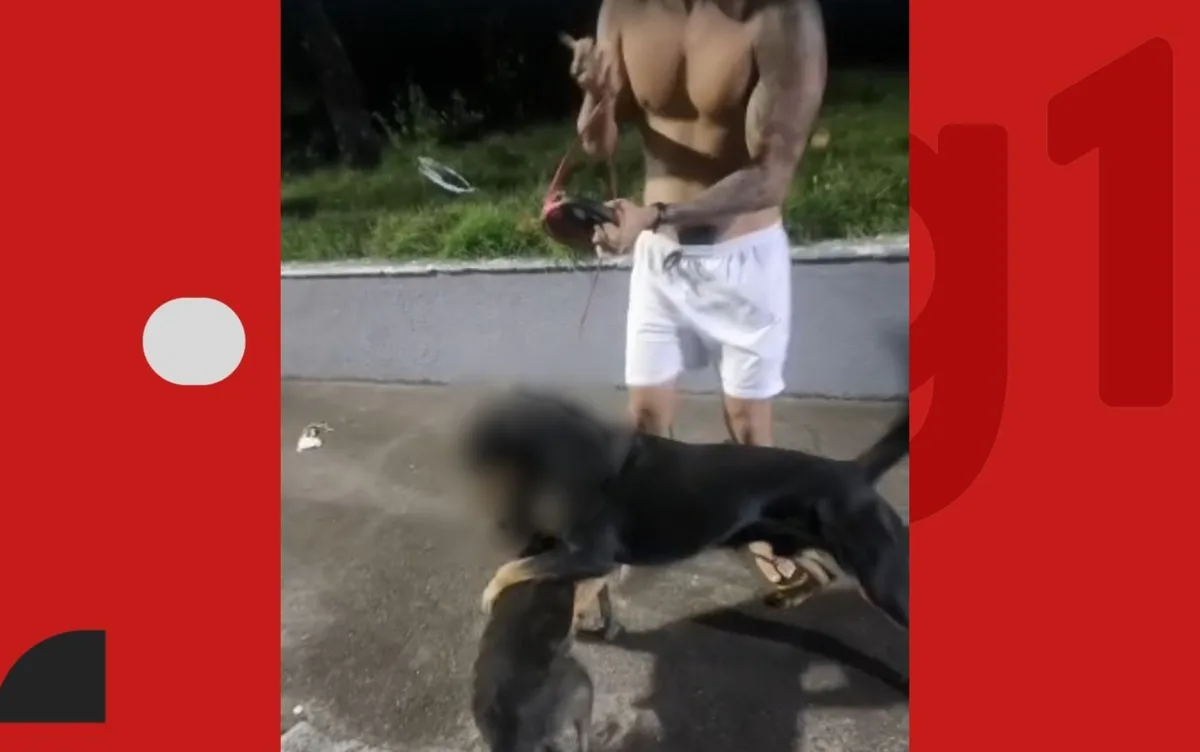 Cães são mortos em ataques de rottweiler em bairro de Salvador, denunciam moradores