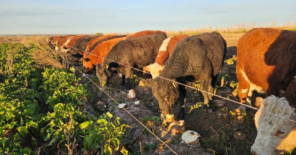 Producción bovina en invierno en los valles irrigados de la Norpatagonia: la carne de la remolacha se puso a prueba