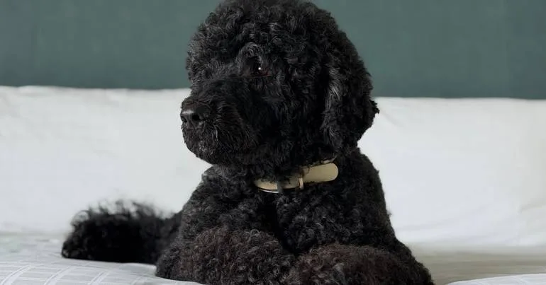 Morreu Sunny, a cadela de água portuguesa de Barack Obama