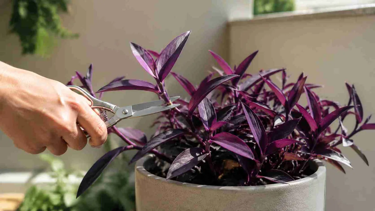 Lambari-Roxo: 4 ajustes na luz e na poda que intensificam naturalmente os tons roxos das folhas e transformam vasos comuns em pontos de destaque