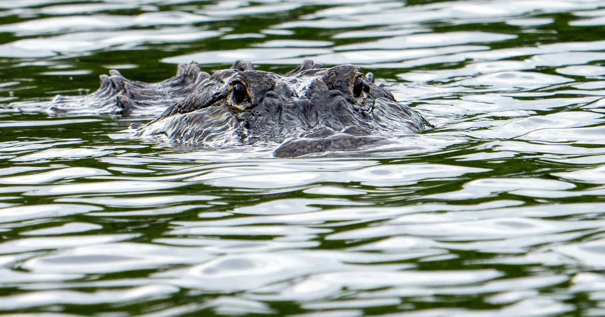 Alligator kills 71-year-old man fishing at pond in Florida