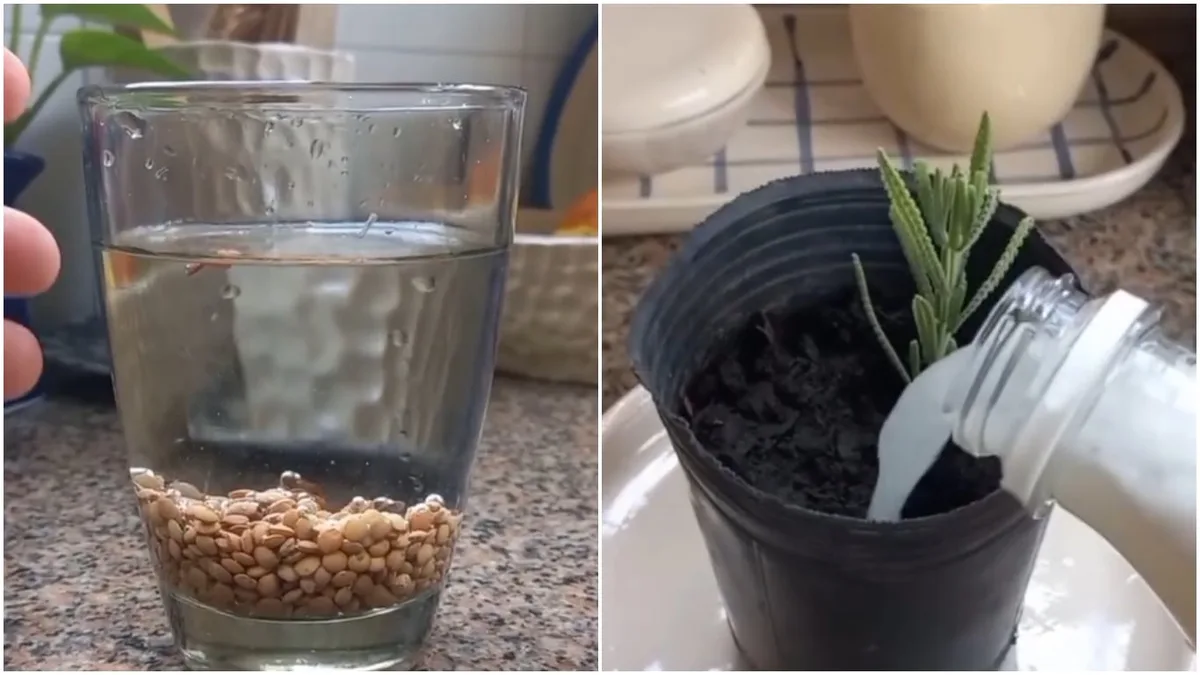 Lo recomiendan jardineros: para qué sirve dejar lentejas en remojo durante dos noches y guardarlas por varios días en la oscuridad