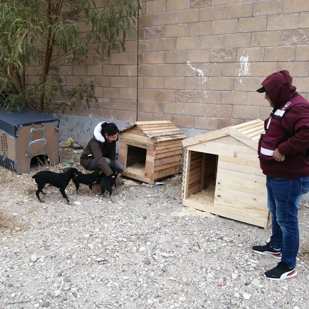 Preparan ‘casitas’ para mascotas ante el calor extremo y el próximo invierno en Piedras Negras