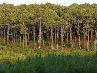Les forêts peuvent parfois émettre plus de CO₂ qu’elles n’en stockent, et ce n’est pas seulement dû aux incendies