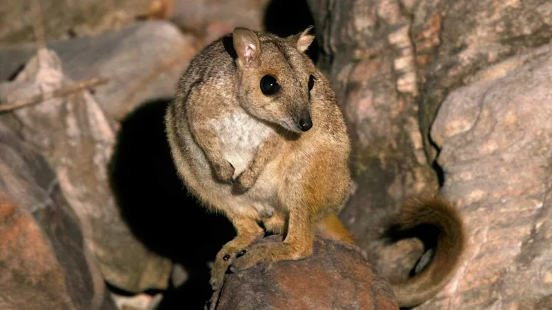 Australia’s tiniest wallabies spotted in the north-west in a tale of survival against the odds