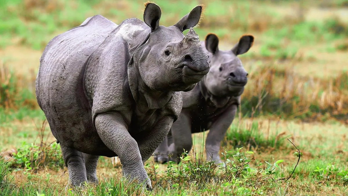 Why is Kaziranga’s Eco-Sensitive Zone in focus? | Explained
