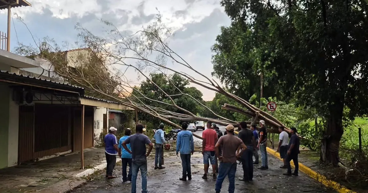 Temporal de 50 km/h deixa quase 100 árvores caídas e ruas bloqueadas