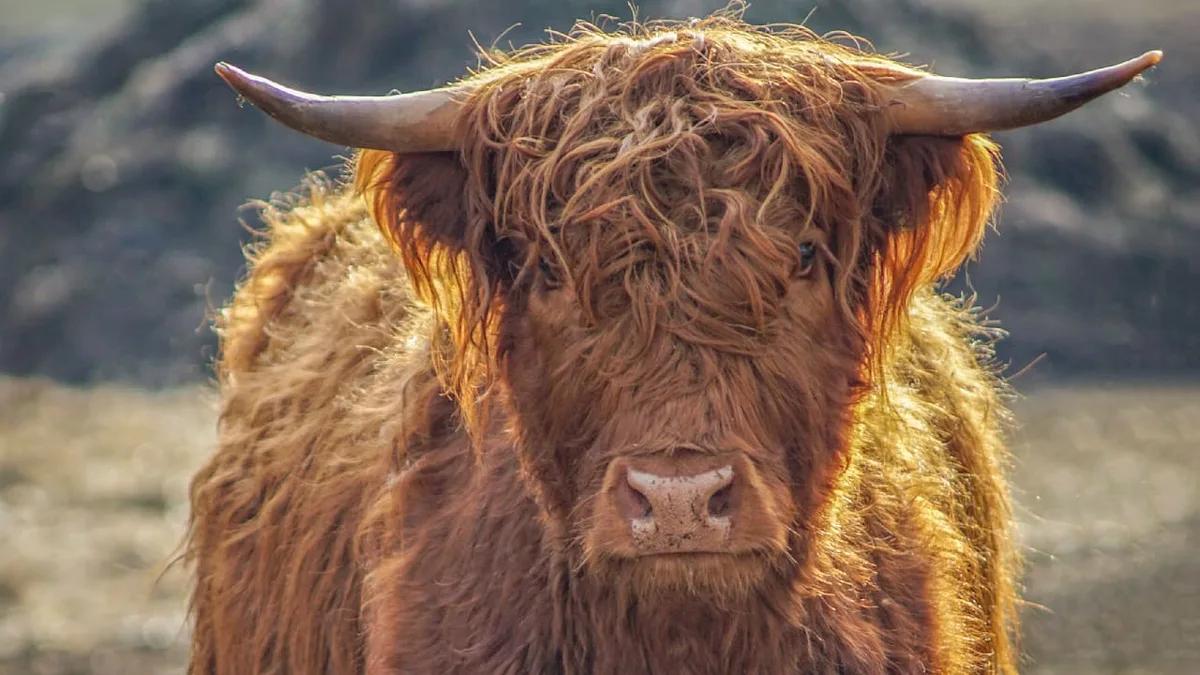 Angriff auf Almweide - Stier wirft deutsche Wanderin (29) durch die Luft