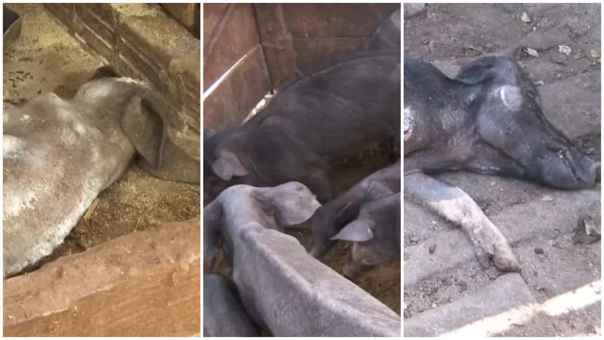 Dono de 142 porcos abandonados sem comida e água é multado em R$ 426 mil; ele é procurado