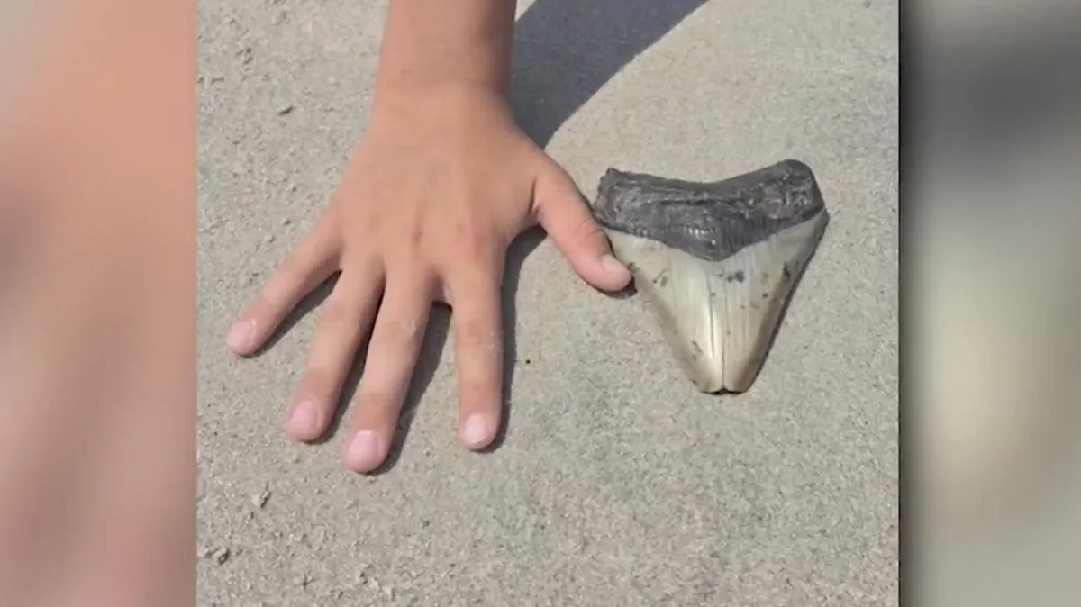 3,6 Millionen Jahre alter Fund: Familie macht sensationelle Entdeckung beim Strandspaziergang