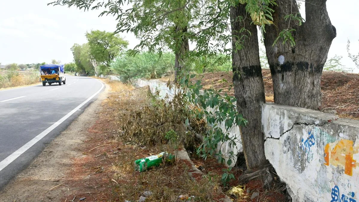 Trapped in gaps of tank toe wall, tamarind trees struggle for survival near Madurai
