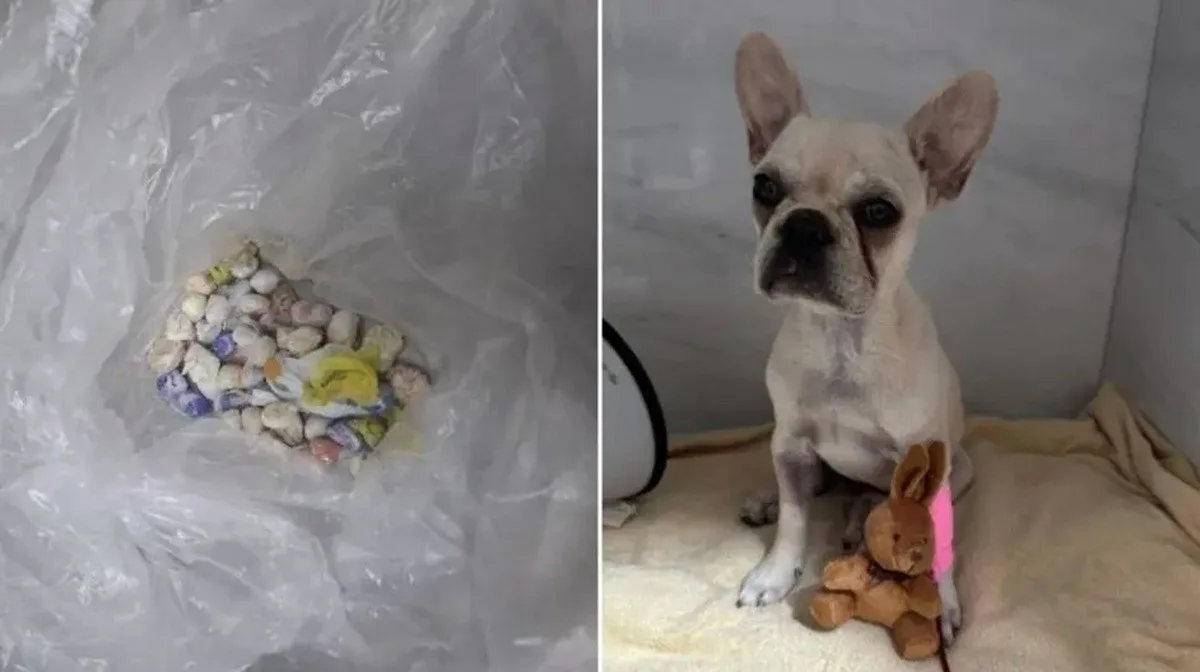 Ex-tutora de filhote que engoliu 55 pedras de crack é denunciada por maus-tratos em SC