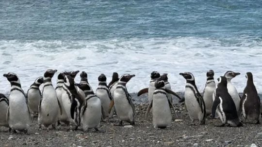 Elaboran un mapa clave para salvar a los pingüinos de Magallanes