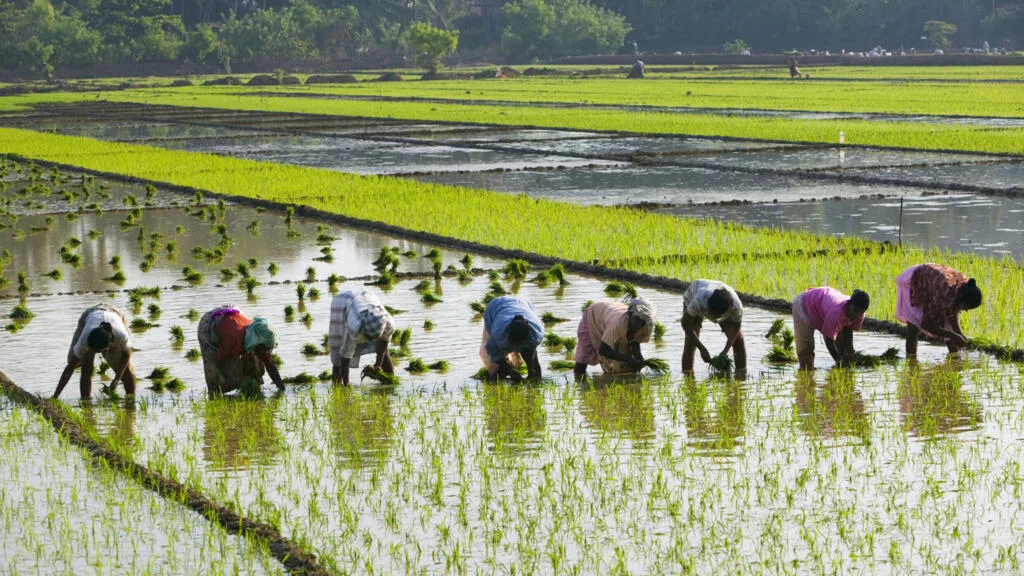 Les prix du riz brisé au plus haut portés la demande en Chine et aux Philippines