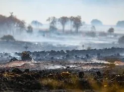 Leichtsinn oder böser Wille?: Studie: Waldbrände entstehen fast immer durch Menschen