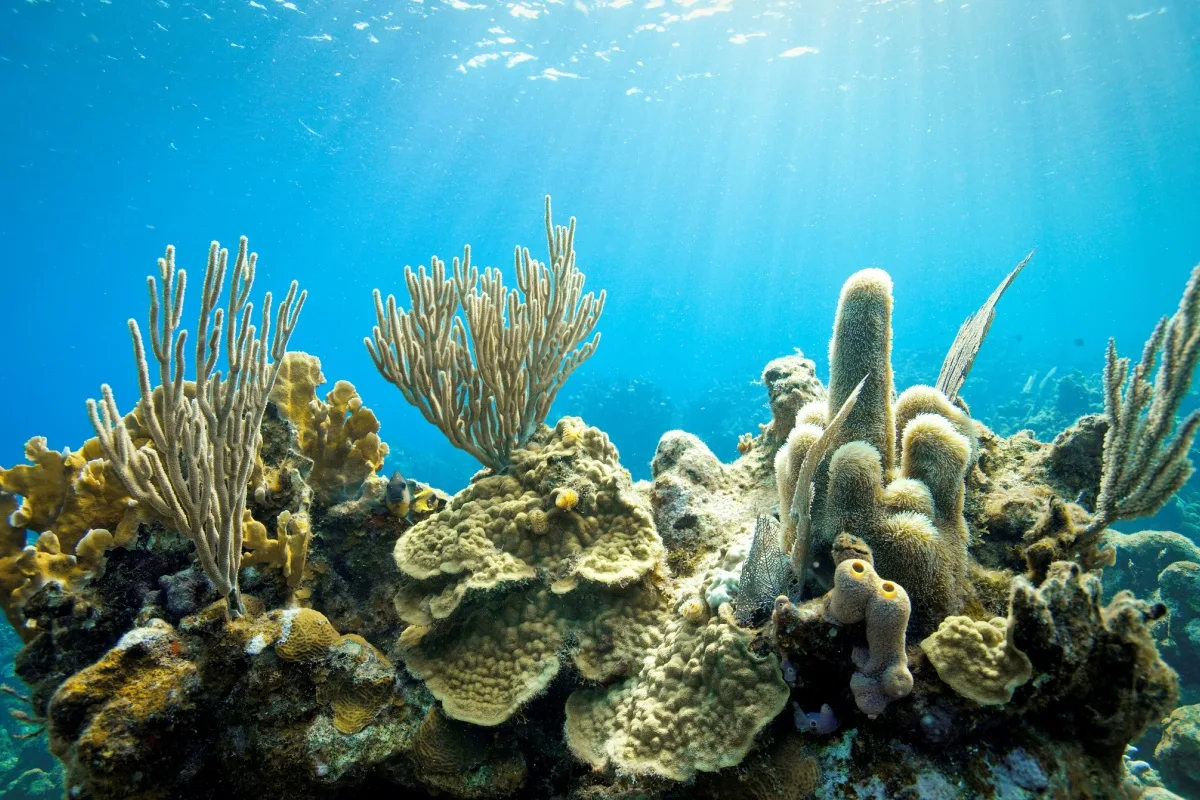 Corais mostram que El Niño está ficando mais forte com mudanças climáticas