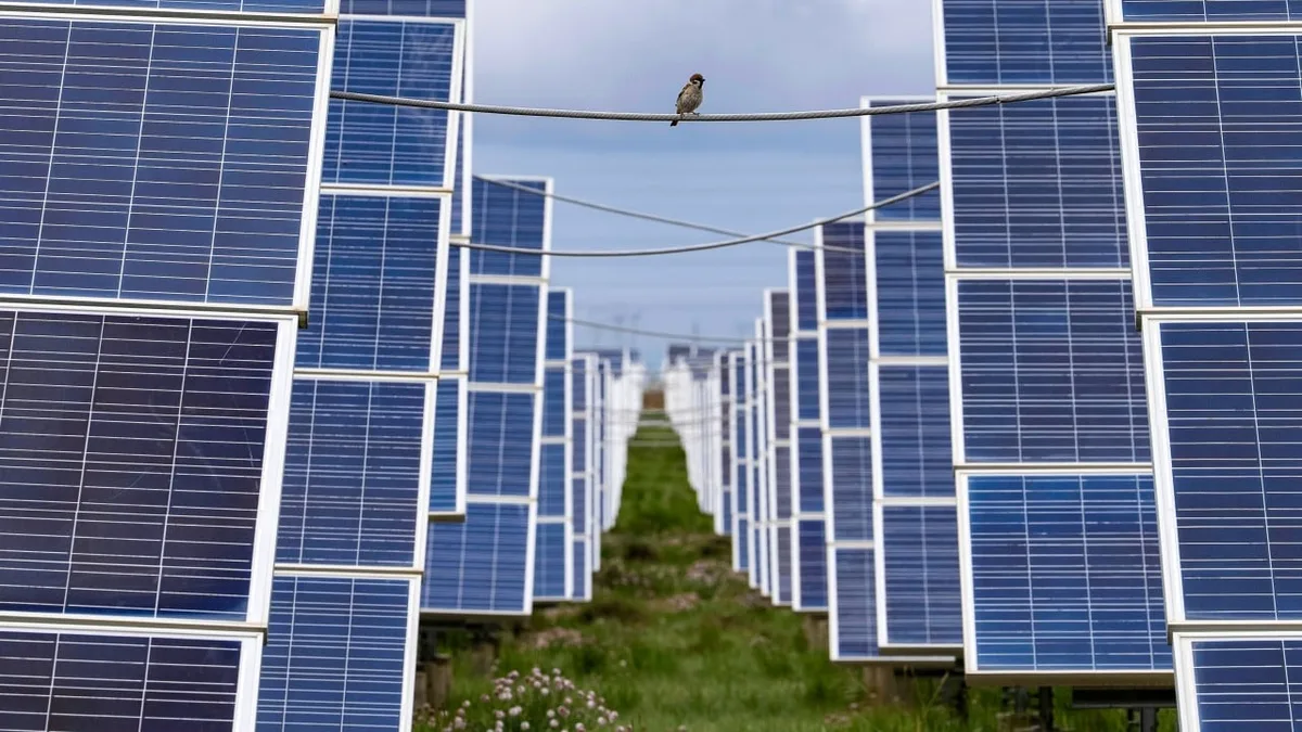 International study finds solar panels in China could be harming birds