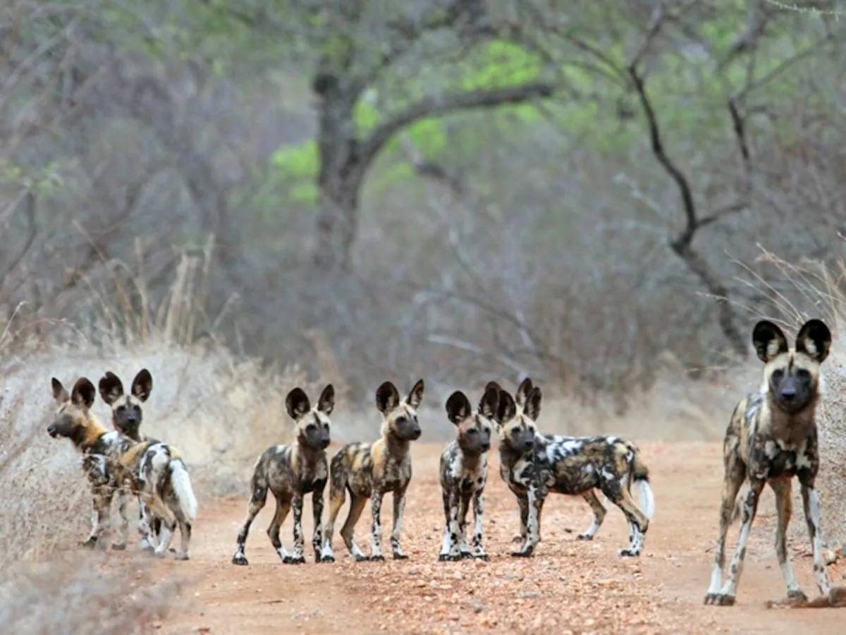 Ain’t no mountain high enough: African wild dogs trek thousands of kilometres to find mates