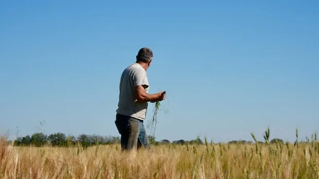 A tale of two harvests: Rain delivers rebound for some Alberta farmers, disaster for others