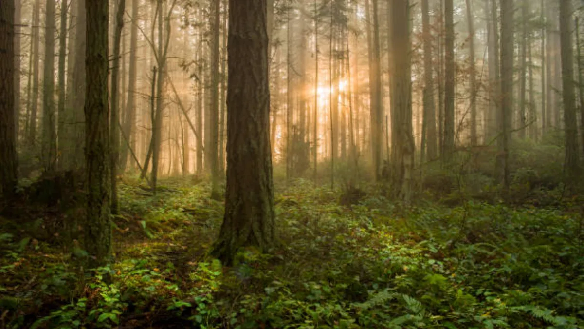 In the 1950s, Hugo Meyer bought abandoned Vermont farms; his family has protected 18,000+ acres