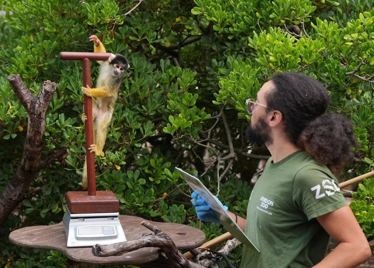London Zoo weigh-in: Monkeys, penguins and capybaras among 10,000 animals on scales for annual health check