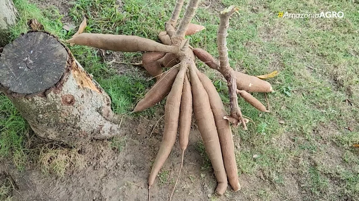 VÍDEOS: Amazônia Agro - Acre deste domingo, 11 de outubro de 2026